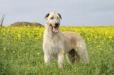 IRISH WOLFHOUND 050